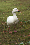 goose