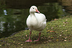 goose