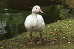 goose