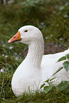 goose