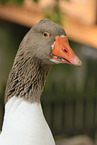 goose