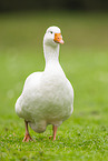 domestic goose