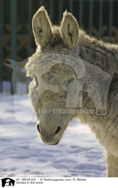 Esel im Winter / donkey in the snow / RR-00104