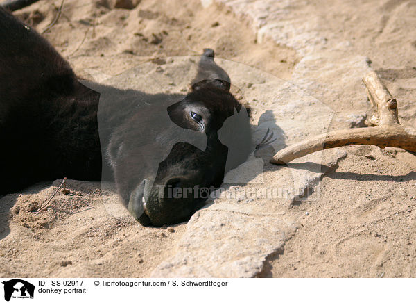 Esel Portrait / donkey portrait / SS-02917