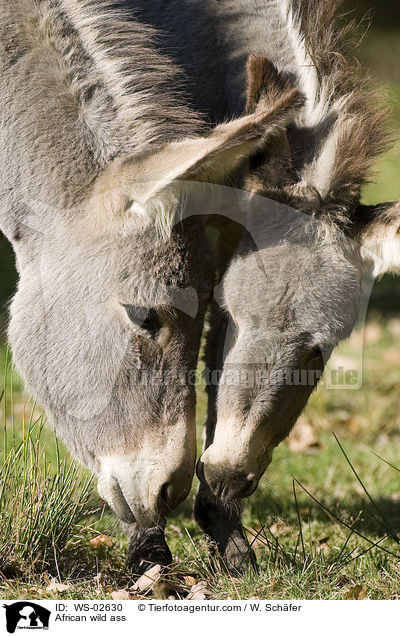 Esel / African wild ass / WS-02630