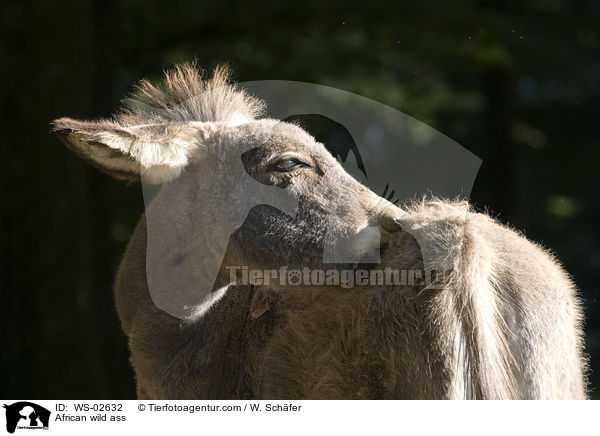 Esel / African wild ass / WS-02632