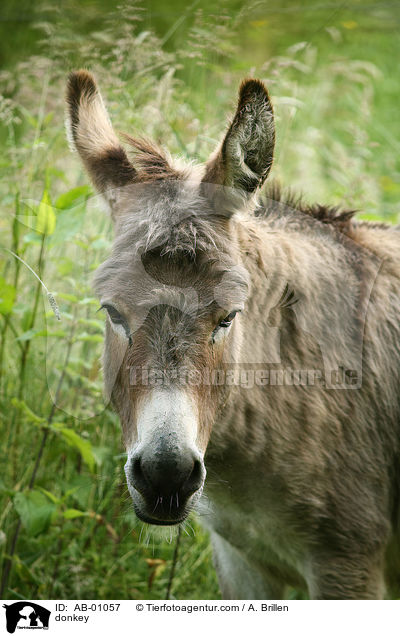 Esel / donkey / AB-01057