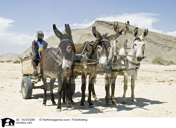 Eselskarren / donkey cart / HJ-03288