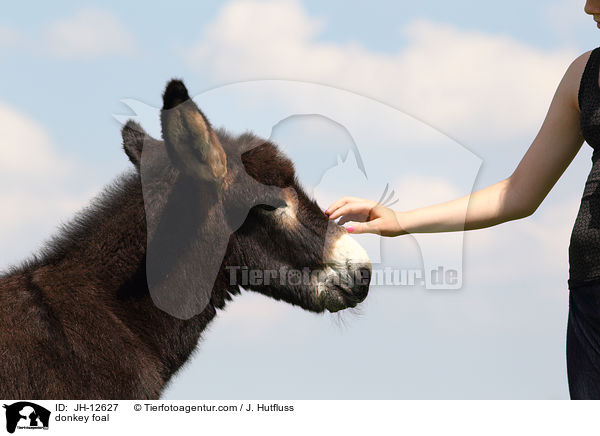 Eselfohlen / donkey foal / JH-12627