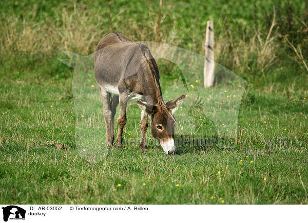 Esel / donkey / AB-03052
