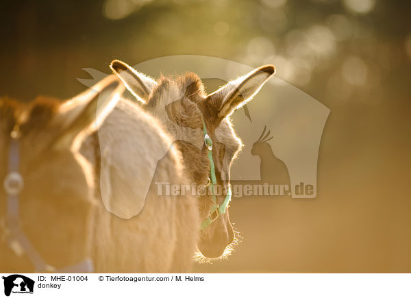 Esel / donkey / MHE-01004