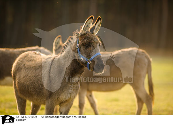 Esel / donkey / MHE-01006