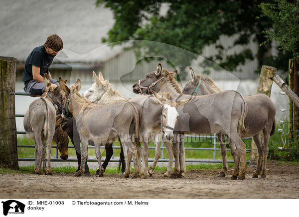 Esel / donkey / MHE-01008