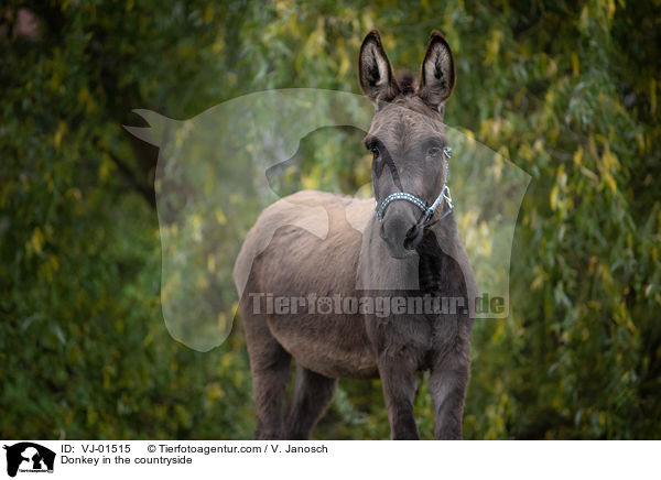 Esel im Grnen / Donkey in the countryside / VJ-01515