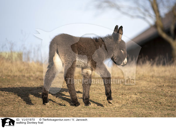 laufendes Eselfohlen / walking Donkey foal / VJ-01970