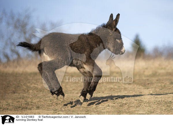 rennendes Eselfohlen / running Donkey foal / VJ-01983