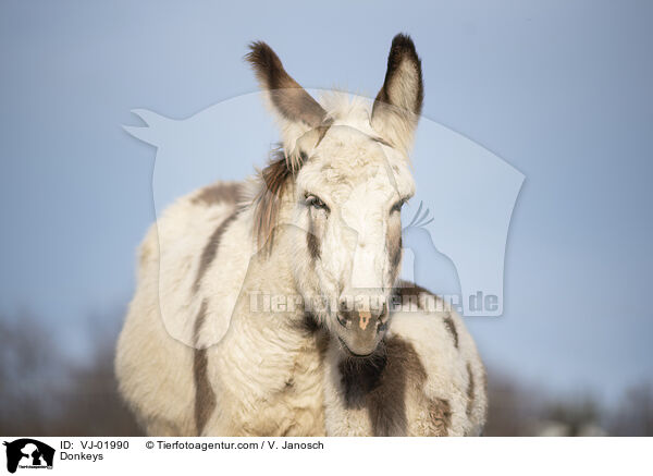 Esel / Donkeys / VJ-01990