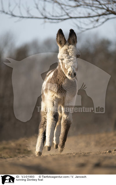 rennendes Eselfohlen / running Donkey foal / VJ-01993