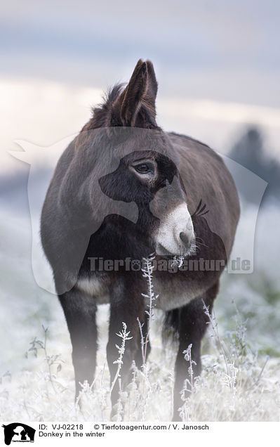Esel im Winter / Donkey in the winter / VJ-02218