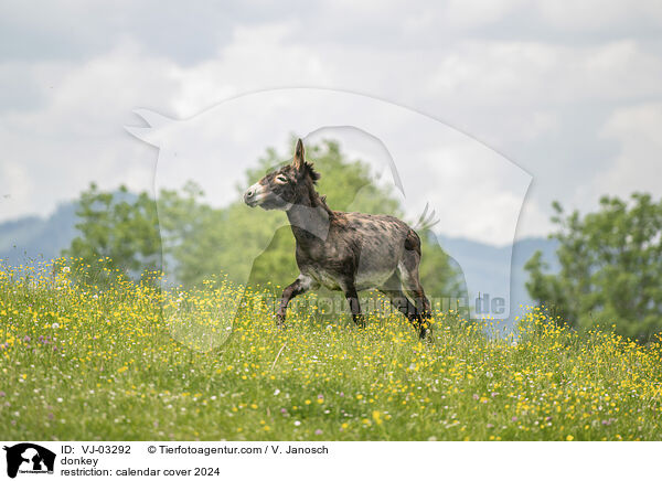 Esel / VJ-03292