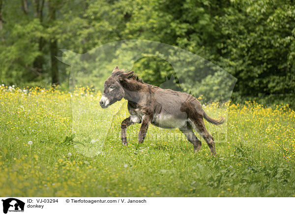 Esel / donkey / VJ-03294