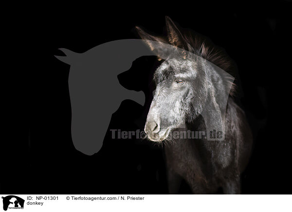 donkey / NP-01301