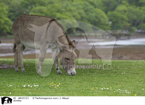 Esel / donkey / JM-03121