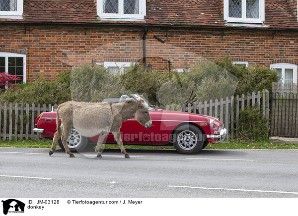 Esel / donkey / JM-03128