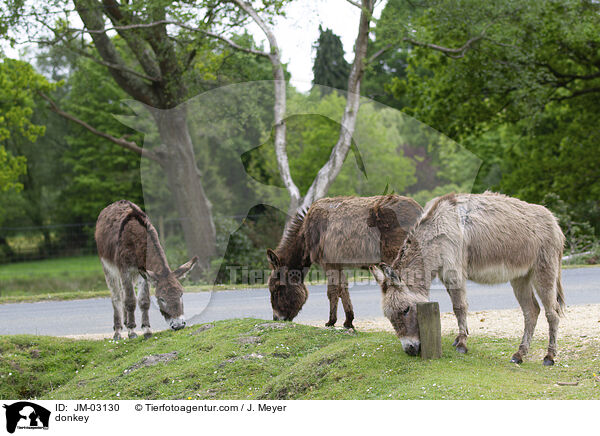 Esel / donkey / JM-03130