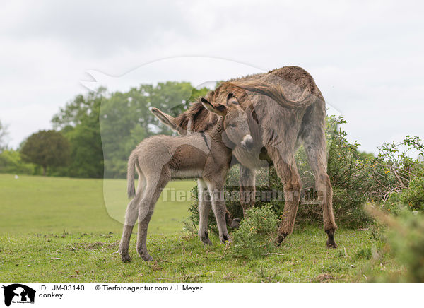Esel / donkey / JM-03140