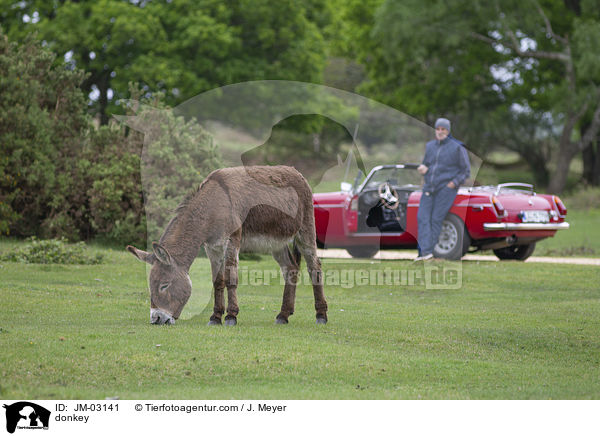 Esel / donkey / JM-03141