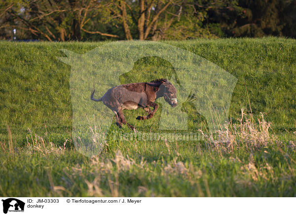 Esel / donkey / JM-03303
