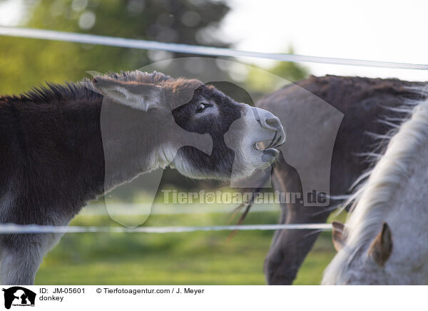 Esel / donkey / JM-05601