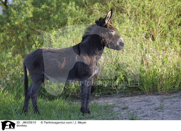 donkey / JM-05610