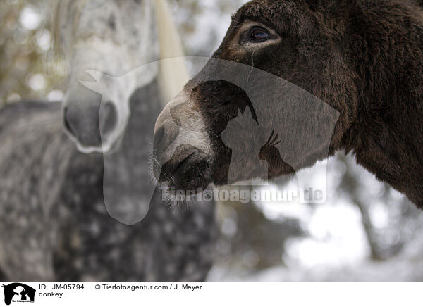 Esel / donkey / JM-05794
