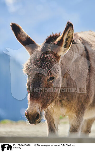 Esel / donkey / DMS-10096