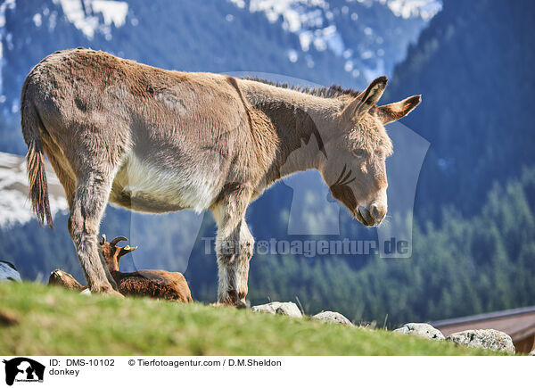 Esel / donkey / DMS-10102