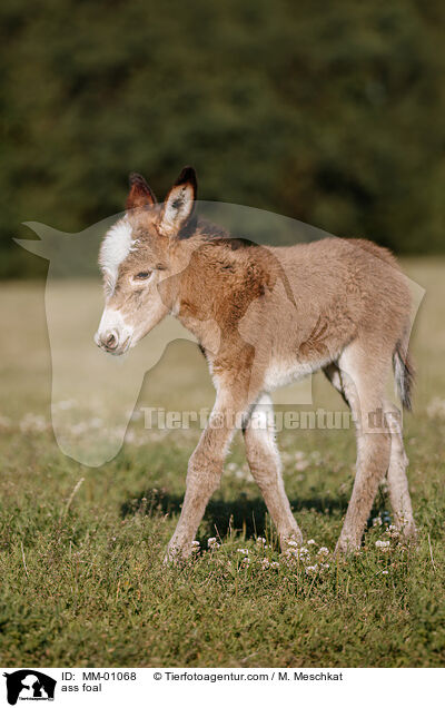 Eselfohlen / ass foal / MM-01068