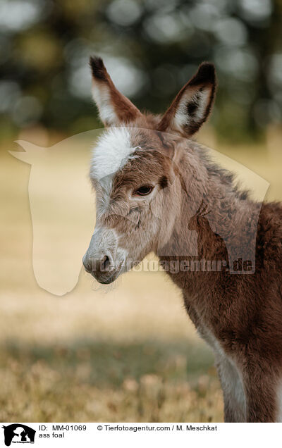 Eselfohlen / ass foal / MM-01069