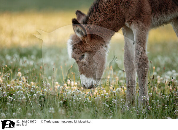 Eselfohlen / ass foal / MM-01070