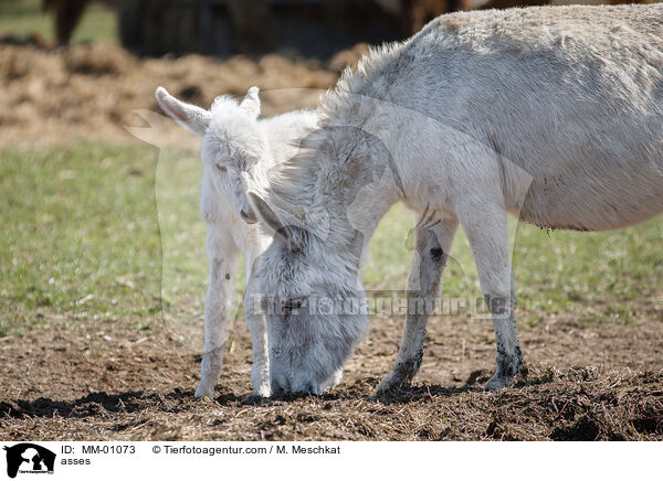 Esel / asses / MM-01073