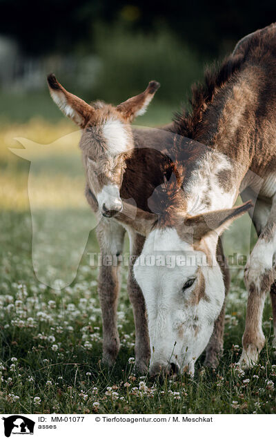 Esel / asses / MM-01077