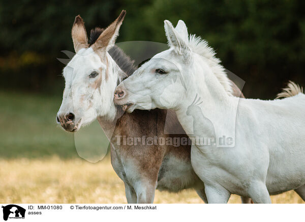 Esel / asses / MM-01080