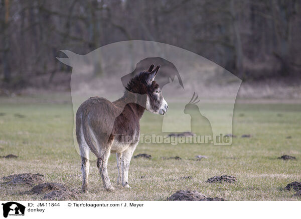 Esel / donkey / JM-11844