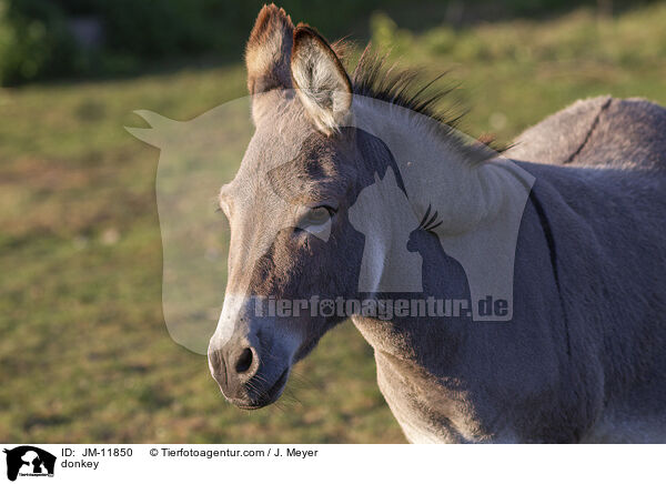 Esel / donkey / JM-11850