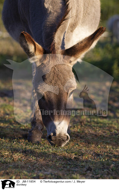 Esel / donkey / JM-11854