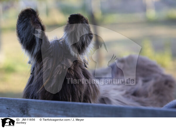 Esel / donkey / JM-11856
