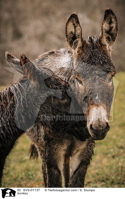 Esel / donkey / SVS-01137