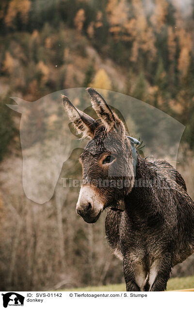 Esel / donkey / SVS-01142