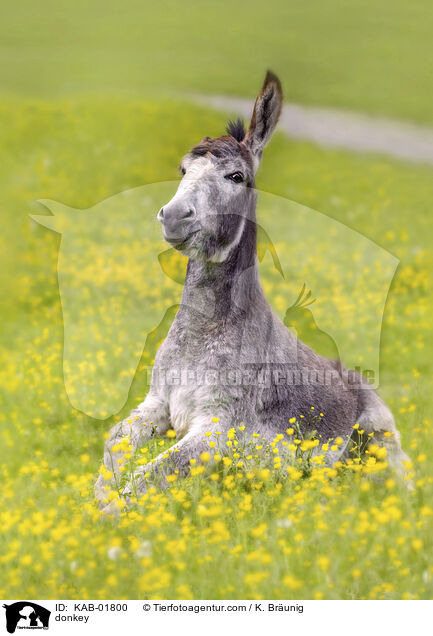 donkey / KAB-01800